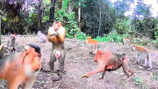 Download Lagu 🔴Membuat jerat di depan perangkap akhirnya yang kena kera ekor panjang MP3