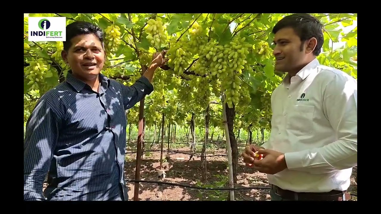 #agriculture #fertigation #prayon #grape #micronutrife #pbooster ‘Grape Farmer success story’