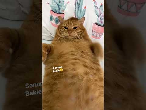 Video: 8-Ayaklı Kedi Buz Heykelimiz Soğuk Kalplerimizi Sunuyor
