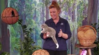 Environmental Education - Ringtail Possum Drey