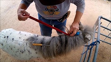 Braiding a draft style mane roll on a miniature horse