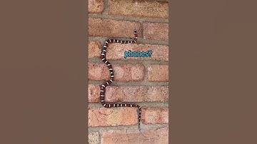 Nokia SNAKE in REAL LIFE!!!