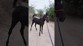 marwari filly pawan sire by himanshu grand sire by aalishan age-5month #horse#animals#entertainment