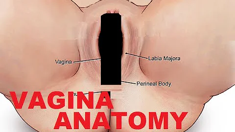 Vagina And Female Reproductive System Anatomy