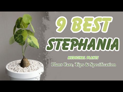 9 Jenis Terbaik Tanaman Stephania || Plant Specification || Rare Stephania