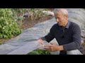 Mesh covers to protect vegetables , showing how and when to use them