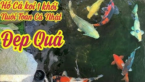 Hồ Cá Koi 1,8 Khối Rất Đẹp - Bộ Lọc 5 Thùng 200l Quá Tốt - Nuôi Cá Nhật Đẹp.Hồ Em Phong ở Quãng Ngãi