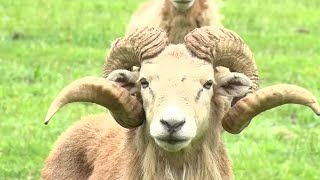 Cranbury moves ahead to seize family farm for affordable housing