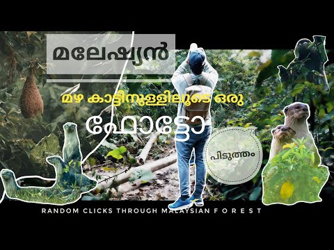 Random clicks through Malaysian rain forest|മലേഷ്യൻ മഴ കാട്ടിനുള്ളിലൂടെ ഒരു ഫോട്ടോ പിടുത്തം