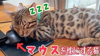 パソコンのマウスを枕にして眠るベンガル猫が可愛い