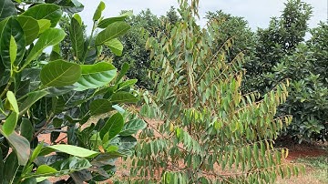 ✅ Bán 15.750M2 Vườn Sầu Riêng - Bơ - Mít Tại Ấp 12, Xã Xuân Tây, Huyện Cẩm Mỹ, Tỉnh Đồng Nai