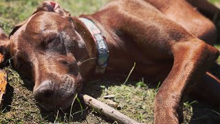 Weimaraner Vizsla Mix - Living her life