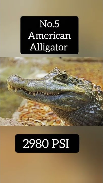 Top 10 Animals With Highest Bite Force shorts facts YouTube top-10-animals-with-highest-bite-force-shorts-facts-youtube