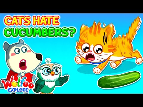 Why Are Cats Afraid of Cucumbers?🐱 | 🔍 Wolfoo Explore - Animals | Educational Videos for Kids