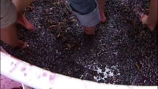 Angela's Adventures: Grape Stomping