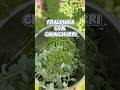Fraldinha com Chimichurri