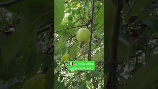 учим итальянский язык / итальянские слова #итальянскийязык
