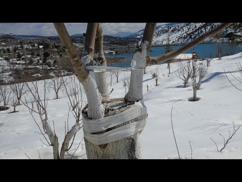 Video: Winterhazel Bakımı - Corylopsis Winterhazel Bitkileri Yetiştirme Rehberi