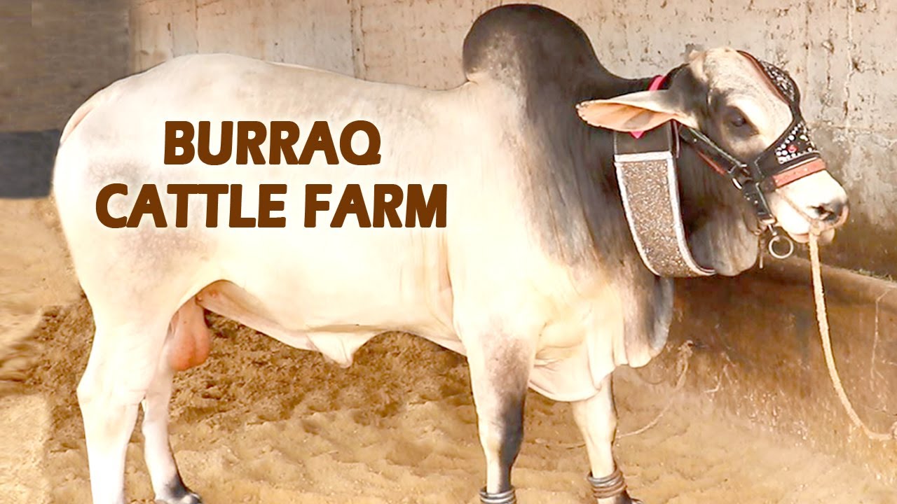 BURAQ CATTLE FARM KARACHI 2020 Cattle Prices 2020 Karachi Pakistan