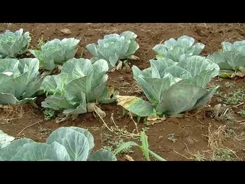 Vidéo: Reconnaître la pourriture molle dans les cultures de choux - Comment contrôler la pourriture molle des légumes de choux