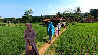 Suasana Pagi Di desa Terindah | Surga Alam Pedesaan, Desa Kalibunder Sukabumi Selatan
