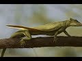 Ancient Earth - Coelurosauravus jaekeli
