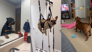 When Dogs Discover New Things 