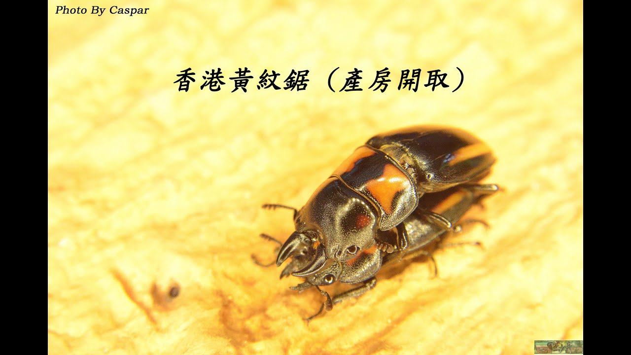 【甲虫少年】香港黃紋鋸 (開產房-幼虫採取) 