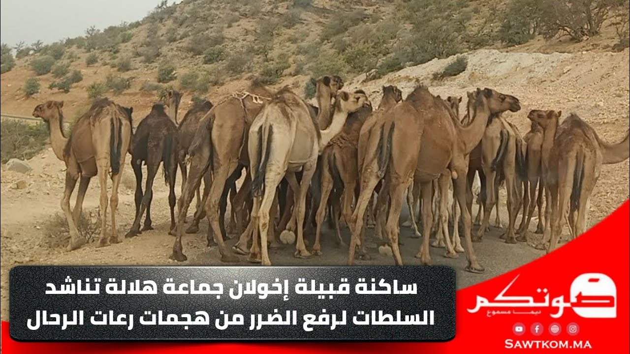 ساكنة قبيلة إخولان جماعة هلالة إقليم  شتوكة آيت باها تناشد السلطات لرفع الضرر من هجمات رعات الرحال