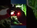 Speeding drink shrieks with terror after Yolo the police dog is sent after him | 5 News