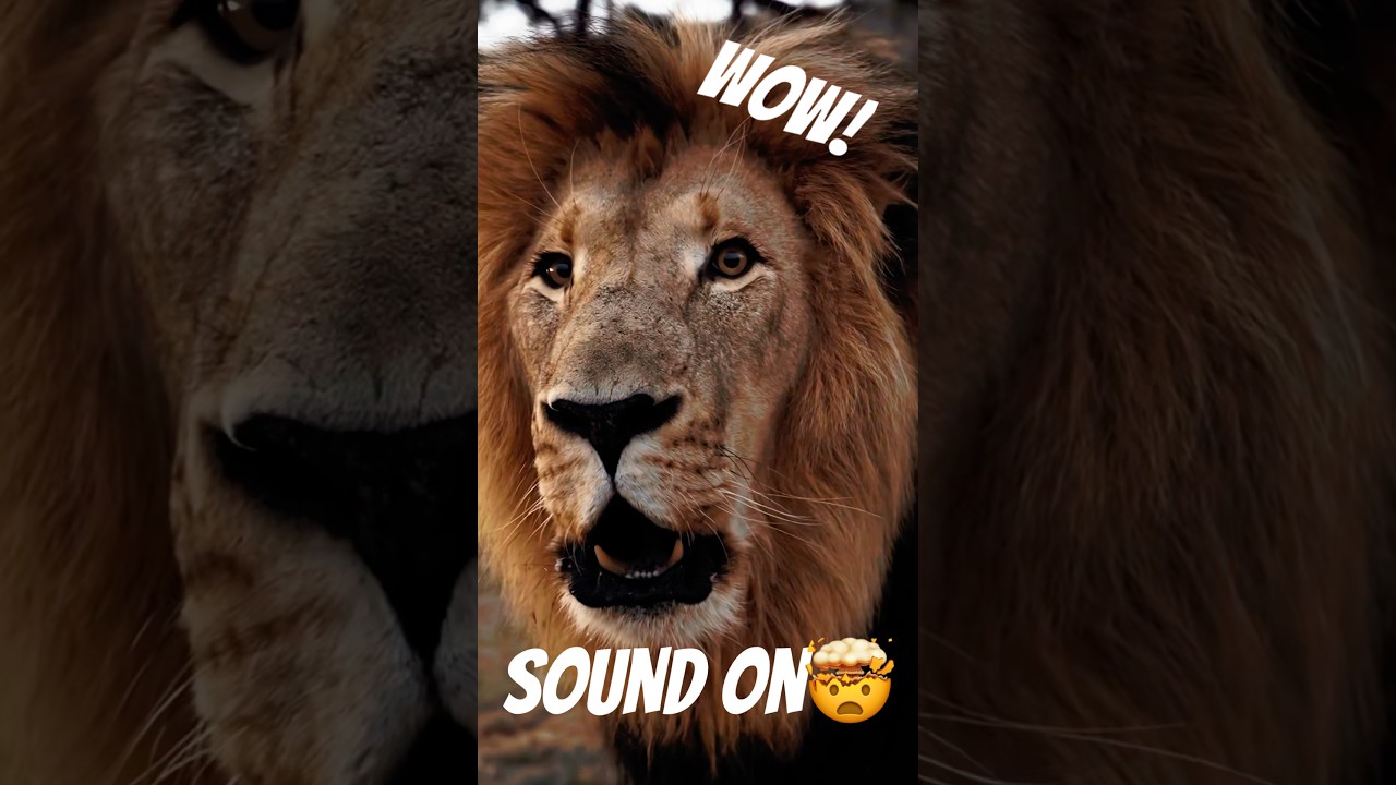 Crazy Lion Roar!🦁