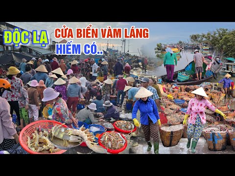 ĐỘC LẠ CHỢ HẢI SẢN BÁN THEO MỚ - CỬA BIỂN VÀM LÁNG NGHỀ RẬP TRÚNG TÔM TÍT, BẠCH TUỘC QUÁ CHẤT LƯỢNG