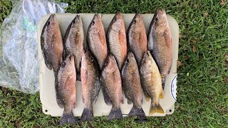 The Best Way to Catch More Miami Mangrove Snapper