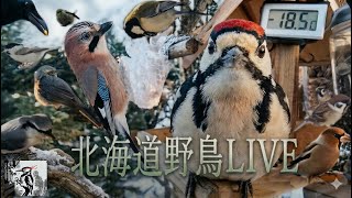 北海道野鳥LIVE ~‘Hokkaido bird watching LIVE Cam~2026.05.19