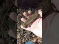 Metal Detecting- Finding Personal Relics off the Civil War Camp ! #relichunting