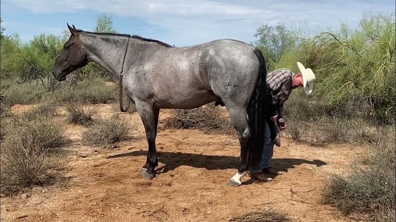 Jupiter McKibben Performance & Versatility Horses YouTube