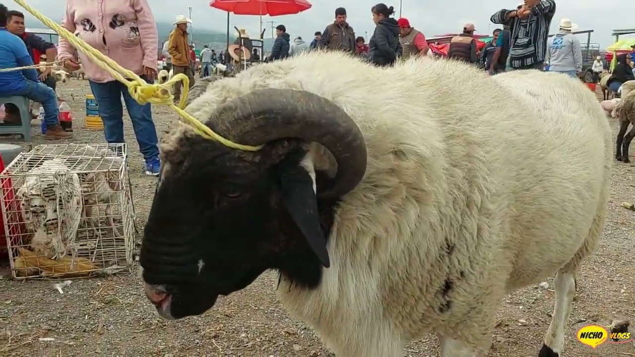 VARIOS ANIMALES, CABALLOS, TOROS, CERDOS,BORREGOS Y GALLINAS EN ACTOPAN HIDALGO,PLAZA GANADERA.