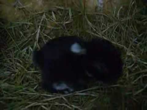 Holland & Fuzzy Lop Litter