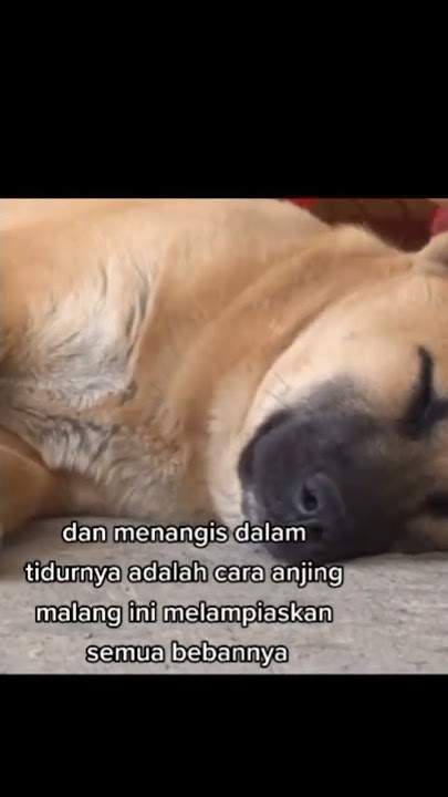 KISAH TRAUMA SEEKOR ANJING #beritaterkini #storywa #sedih #story #beritaterbaru #beritahariini