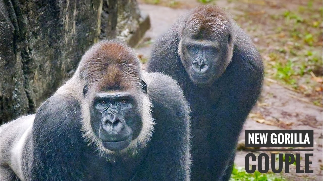 Young Female Gorilla longs to touch the Silverback | Monta
