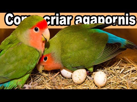 Descargar Agapornis MP3 Gratis - TUBIDY