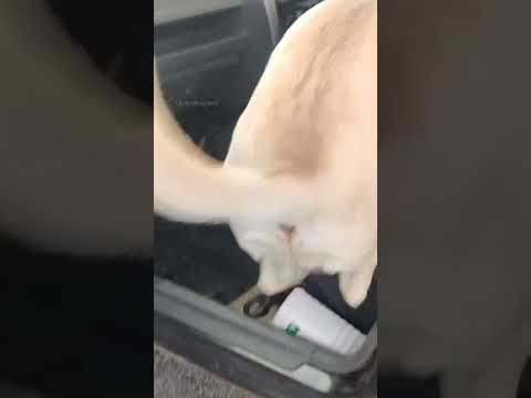 Sandy Rain Coming.. #viral #shorts