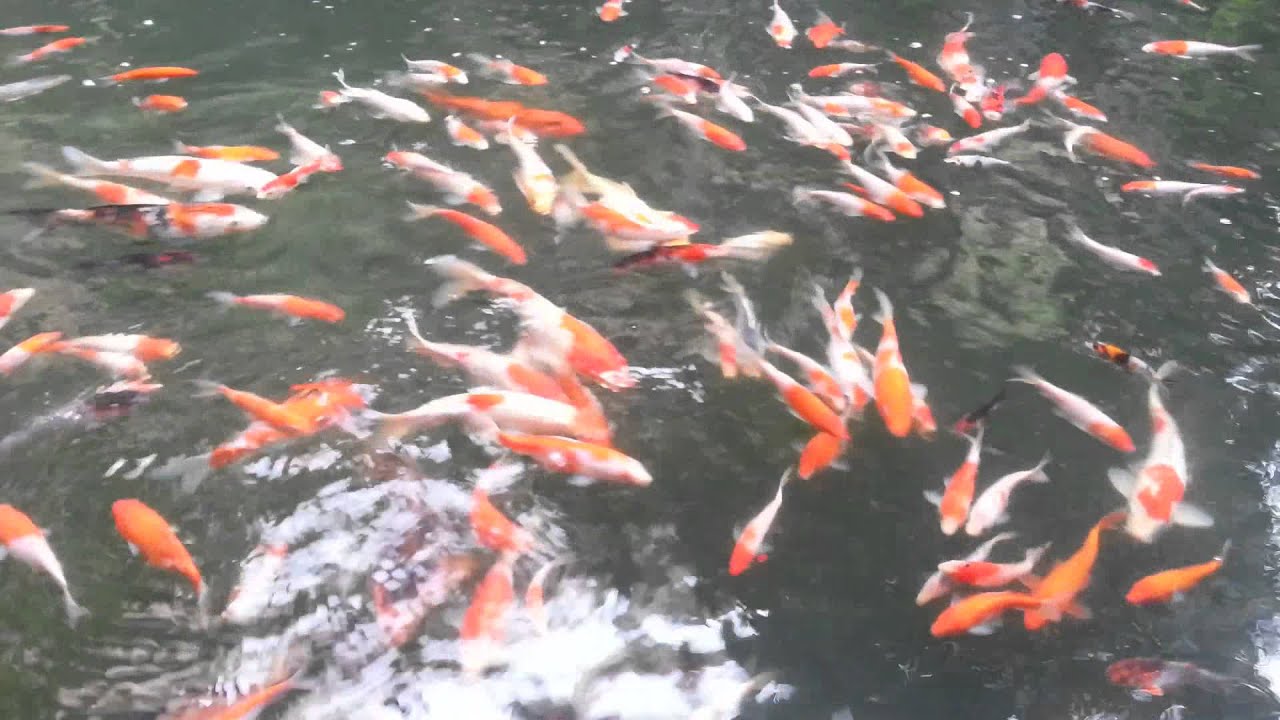 Koi fish - Kolam Ikan Hias - YouTube