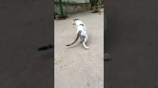 Shaanu Bala catlover catsounds cat cute cutecat catentertainment meowed meoweez
