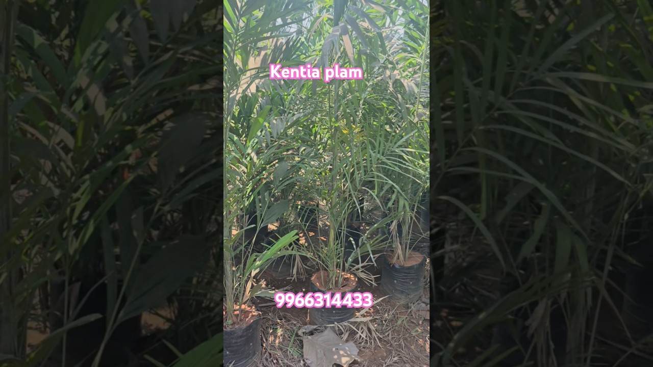 Kentia Palm: The Most Forgiving Indoor Tree