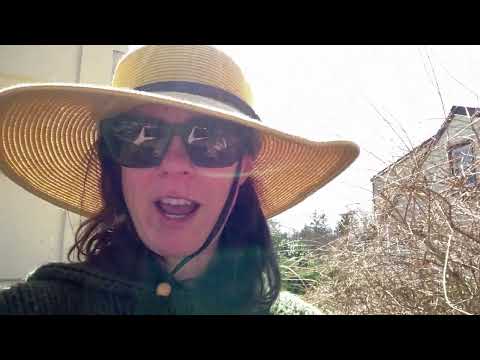 PLAN it WILD VLOG - Invasive Ivy Removal