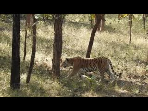 Pench of Queen and cubs head on