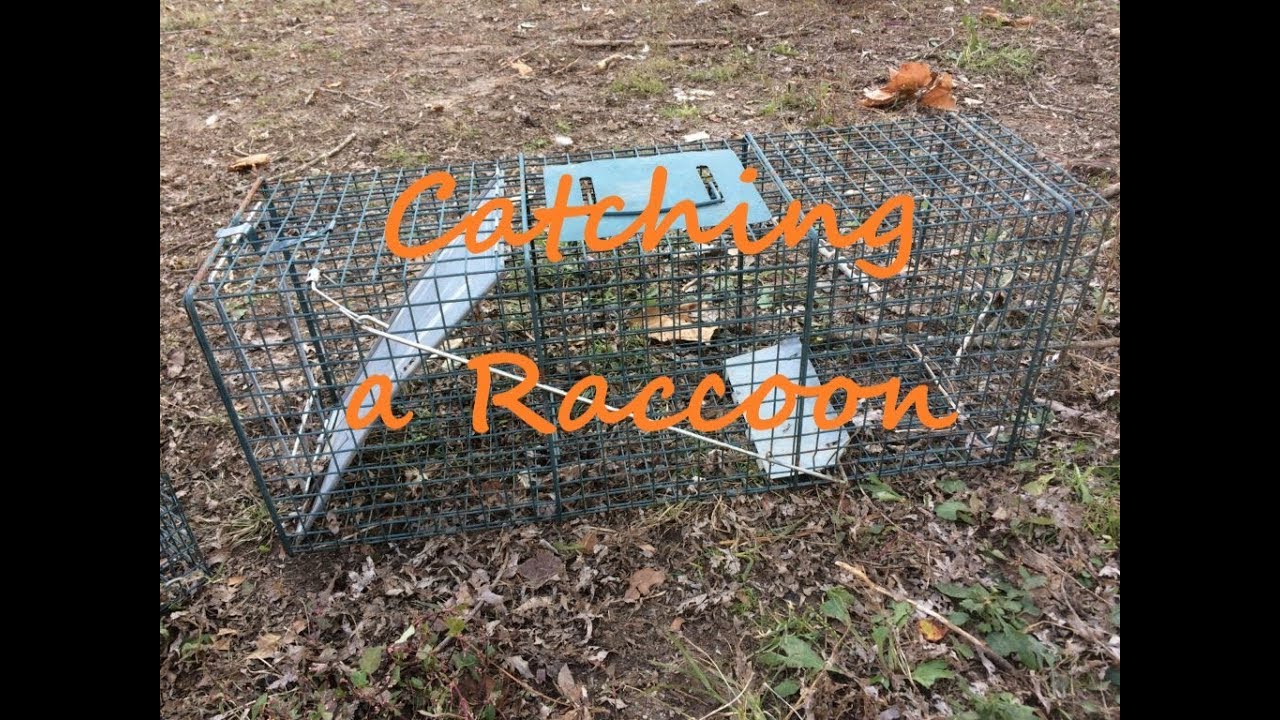 How to Catch a Raccoon YouTube