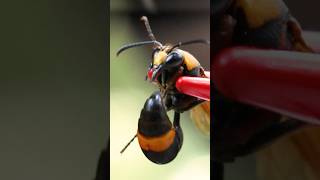 Potter Wasp Sting Test!
The Potter Wasp Sting completely shocked me! Who knew this rare wasp could sting so many times! #shorts #bravewilderness #wasp #insects #wildlife Potter Wasp Sting Test!