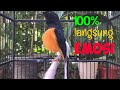 Pancingan Murai Batu Gacor Langsung Terpancing Emosi Dengar Suaranya Mp3 - Mp4 Download